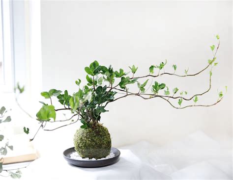 苔蘚澆水|【苔球製作】苔球DIY、澆水頻率、換盆方式... 苔球照顧必知的 7